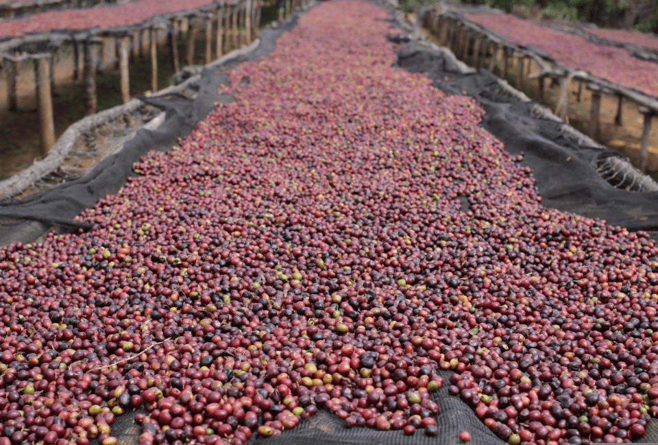 natural-coffee-2744210-1